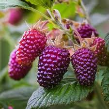 Attēlu rezultāti vaicājumam “Rubus caesius fruit”