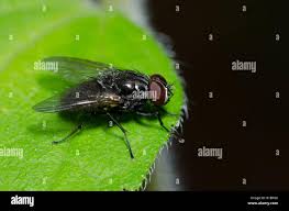 Attēlu rezultāti vaicājumam “Muscidae”