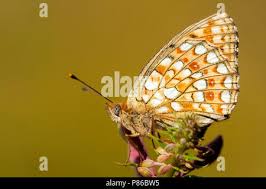 Attēlu rezultāti vaicājumam “Argynnis niobe”