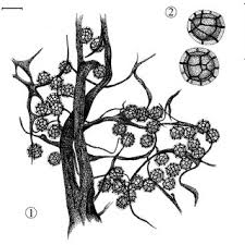 Attēlu rezultāti vaicājumam “Amaurochaete fusiformis spores”