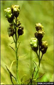 Attēlu rezultāti vaicājumam “Linaria vulgaris bud”