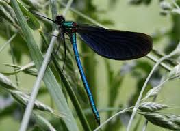 Attēlu rezultāti vaicājumam “Calopteryx virgo male”