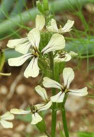 Attēlu rezultāti vaicājumam “Raphanus raphanistrum flower”