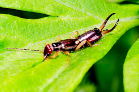 Attēlu rezultāti vaicājumam “Forficula auricularia male”