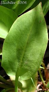 Attēlu rezultāti vaicājumam “Alisma plantago-aquatica leaf”