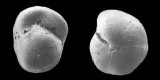 Attēlu rezultāti vaicājumam “Fuligo gyrosa macro”