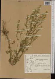 Attēlu rezultāti vaicājumam “Barbarea vulgaris subsp. arcuata”