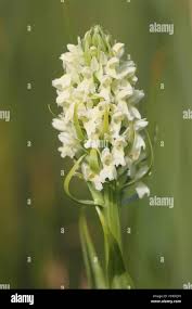 Attēlu rezultāti vaicājumam “Dactylorhiza ochroleuca”