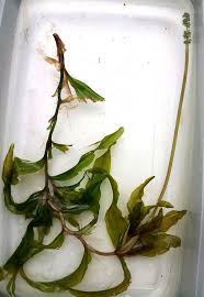 Attēlu rezultāti vaicājumam “Potamogeton praelongus”