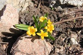Attēlu rezultāti vaicājumam “Colchicum luteum”