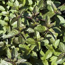 Image result for Menta x piperita