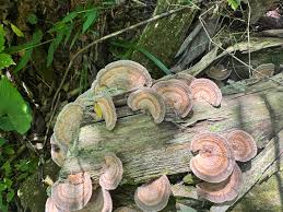 Attēlu rezultāti vaicājumam “Lenzites betulina”