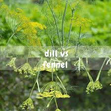 Image result for Dill
