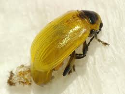 Attēlu rezultāti vaicājumam “Altica sp.”