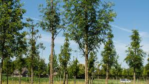 Attēlu rezultāti vaicājumam “Sorbus aucuparia”