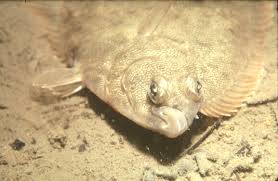 Image result for Pseudopleuronectes americanus