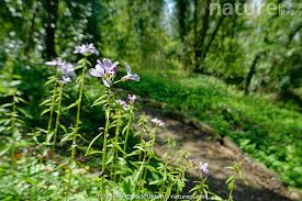 Attēlu rezultāti vaicājumam “Cardamine bulbifera flower”