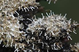 Attēlu rezultāti vaicājumam “Polycephalomyces tomentosus”