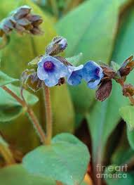 Attēlu rezultāti vaicājumam “Pulmonaria angustifolia leaf”