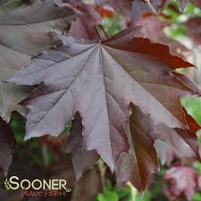 Attēlu rezultāti vaicājumam “Acer platanoides leaf”