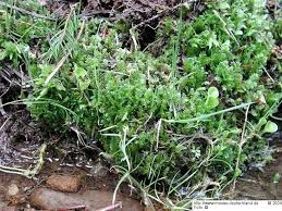 Attēlu rezultāti vaicājumam “Plagiothecium denticulatum”