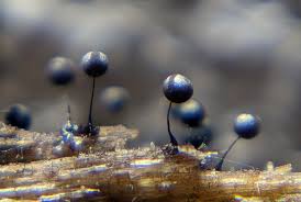 Attēlu rezultāti vaicājumam “Lamproderma violaceum spores”