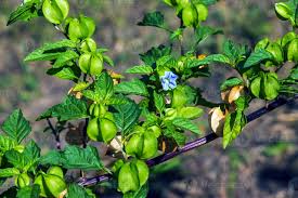 Attēlu rezultāti vaicājumam “Nicandra physalodes fruit”