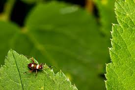Attēlu rezultāti vaicājumam “Closterotomus biclavatus nymph”