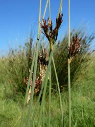 Attēlu rezultāti vaicājumam “Juncus inflexus”