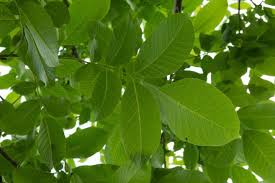 Attēlu rezultāti vaicājumam “Juglans regia leaf”