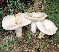 Attēlu rezultāti vaicājumam “Lactarius”
