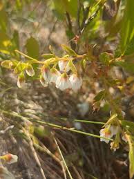 Attēlu rezultāti vaicājumam “Chamaedaphne calyculata”