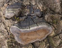 Attēlu rezultāti vaicājumam “Phellinus populicola”