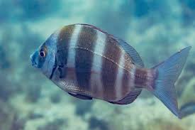 Image result for Diplodus cervinus