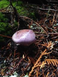 Attēlu rezultāti vaicājumam “Cortinarius traganus”