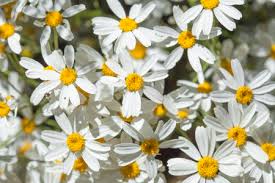 Image result for Chrysanthemum ptarmiciflorum