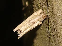 Attēlu rezultāti vaicājumam “Psyche casta larva”