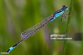 Attēlu rezultāti vaicājumam “Ischnura elegans”