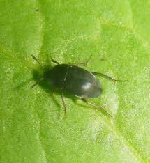 Attēlu rezultāti vaicājumam “Leiodidae larva”