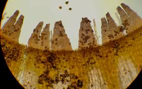 Attēlu rezultāti vaicājumam “Orthotrichum pumilum”