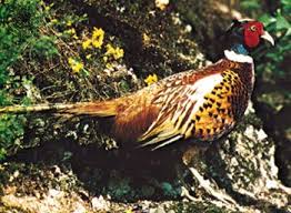 Attēlu rezultāti vaicājumam “Galliformes”