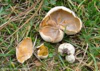 Attēlu rezultāti vaicājumam “Sowerbyella radiculata”