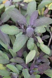 Attēlu rezultāti vaicājumam “Salvia officinalis leaf”
