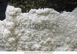 Attēlu rezultāti vaicājumam “Brefeldia maxima”