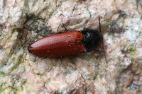 Attēlu rezultāti vaicājumam “Ampedus pomorum”