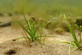 Attēlu rezultāti vaicājumam “Subularia aquatica”