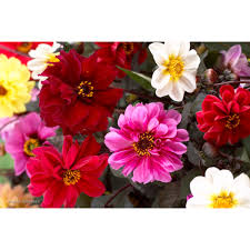 Image result for Dahlia x pinnata `Redskin`