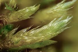 Attēlu rezultāti vaicājumam “Brachythecium”