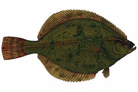 Image result for Liopsetta glacialis