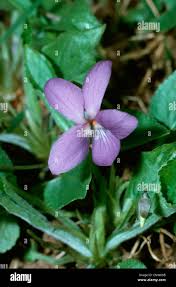 Attēlu rezultāti vaicājumam “Viola hirta flower”
